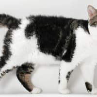 What are Hermaphrodite Animals? - Animal Corner What are Hermaphrodite Animals? - Animal Corner