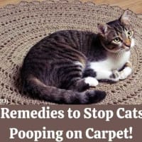 How To Remove Cat Nail Caps? Here's The Complete Guide! How To Remove Cat Nail Caps? Here's The Complete Guide!