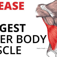 🗣Flank Pain - Quadratus Lumborum👇 . ❓Do you get Pain in this region? What  do you find relieves it? . 🎉Besides sounding like a Harry Potter spell,  the, By The Strength Therapist