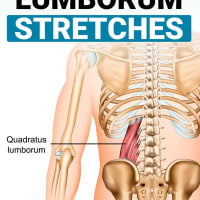 🗣Flank Pain - Quadratus Lumborum👇 . ❓Do you get Pain in this region? What  do you find relieves it? . 🎉Besides sounding like a Harry Potter spell,  the, By The Strength Therapist