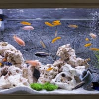 X10 Colored Red Devil Cichlid South American Sml/Med 1-2 Fresh