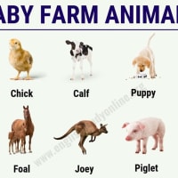 Wild Animals: List of 30+ Popular Names of Wild Animals in English - English Study Online Wild Animals: List of 30+ Popular Names of Wild Animals in English - English Study Online