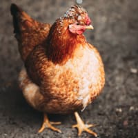 Are Chickens Warmblooded or Coldblooded? - Farmhouse Guide Are Chickens Warmblooded or Coldblooded? - Farmhouse Guide