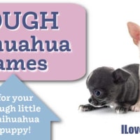 Disney Chihuahua Names - I Love My Chi Disney Chihuahua Names - I Love My Chi