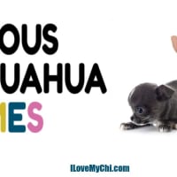 Disney Chihuahua Names - I Love My Chi Disney Chihuahua Names - I Love My Chi