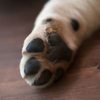 5 Easy Ways To Stop A Dog's Bleeding Nail - My Brown Newfies 5 Easy Ways To Stop A Dog's Bleeding Nail - My Brown Newfies