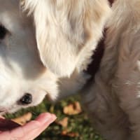 dog not drinking water after dental surgery