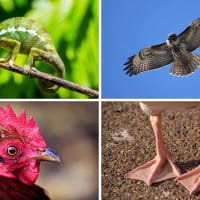 15 Unique Examples of Animal Adaptations