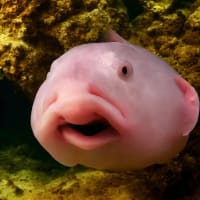 The UGLIEST Fish in the world! (TRANSLATED) — Steemit