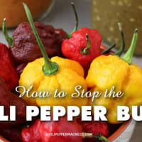 What is a Chili Pepper? - Chili Pepper Madness