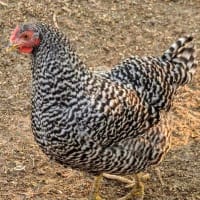 Guinea Fowl: Everything You Need to Know About These Unique Birds