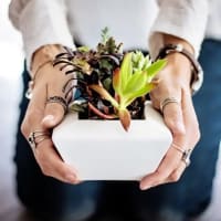 pexels pixabay 442404 732 Succulents Care 15 Essential Tips For Beginners