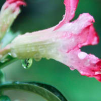 4 Golden Rules For Watering A Desert Rose 