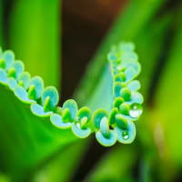 Golden Rules for Watering Mother of Thousands 