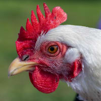 Serama Chicken Breed Guide: Care, Feeding, & More 