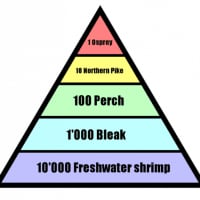Pyramid of Numbers: Definition, Types and Examples | Earth ...