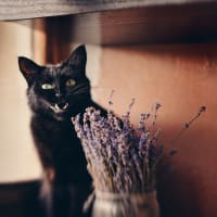 Can Kittens Drink Human Breast Milk Here S The Facts Faqcats Com
