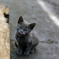 Can You Touch Newborn Kittens Safely Handling Your Pet Faqcats Com