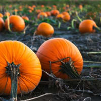 Pumpkin patch in kernersville nc