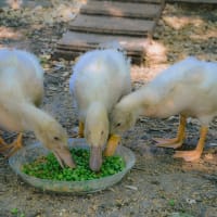 Lake Shore Solid Pack Pumpkin Pie Recipe – Home in the Finger ...