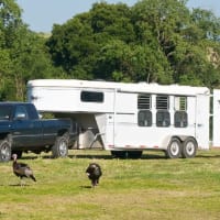 Ultimate Horse Trailer Insurance Guide (Costs & Tips) - Horsey ...