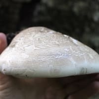 Tinder polypore cap id