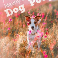 Good smelling dog food best sale