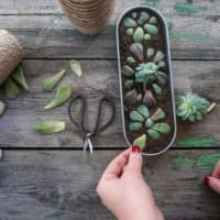 succulents that can be propagated easily 1 e1594102892483 7 Succulents That Can Be Propagated Easily - Great for Beginners!