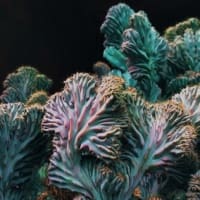 mermaid tail succulent Mermaid Tail Succulent - These Dreamy Succulents Look Just Like Mermaid Tails!