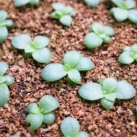 growing echeveria from seed 1 Growing Echeveria from Seed: 8 Steps to Successful Germination