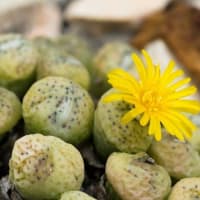 143 Types of Conophytum Succulents [With Pictures] 