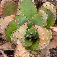aloe aculeata Armatocereus Mataranus: Care And Propagation Guide