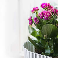 kalanchoe benefits 16 Remarkable Health Benefits of Kalanchoe That You Must Know About