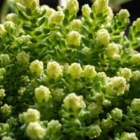 sedum acre elegans Sedum Red Canyon: Care And Propagation Guide