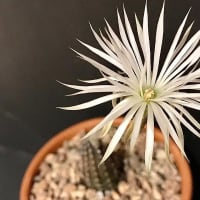 echinopsis mirabilis Echinopsis Mirabilis: Care And Propagation Guide