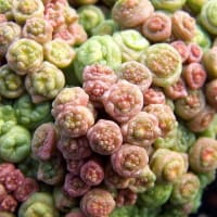 mammillaria bocasana fred Mammillaria Fred: Care And Propagation Guide