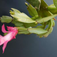 schlumbergera kautskyi Schlumbergera Microsphaerica: Care And Propagation Guide