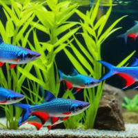 Goldfish in 3 gallon tank hot sale