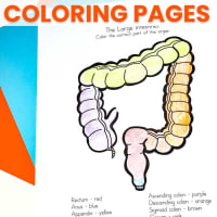 human body organs coloring pages for kids