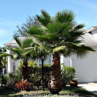 mexican palm tree price
