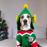 Best Ugly Sweaters for Dogs Your Home Dog