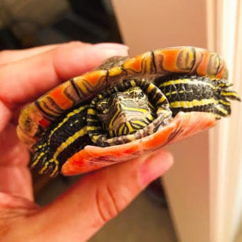 Peruse our list of the best pet turtles that stay small. Small turtles make  one of the best pets for both home …