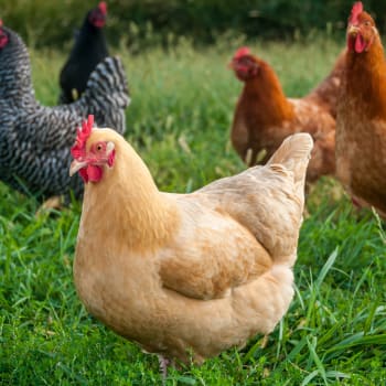 Buff Orpington Chickens: All You Need to Know About This