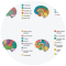 Cerebral Cortex: What It Is, Function & Location