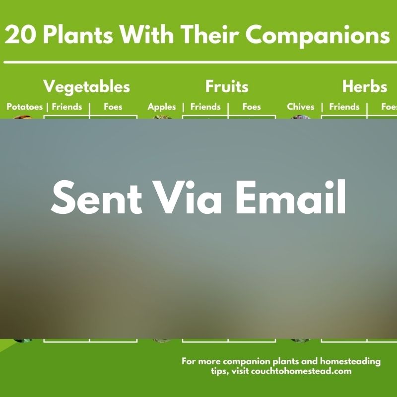 Are Cherry Tree Roots Invasive Will They Cause Damage Couch To Homestead