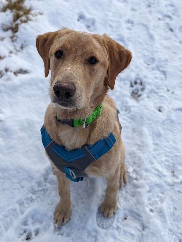 can i walk a 8 week old puppy