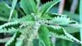 Close up of nettle, with flowers and slightly curled leaves