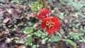 Red flower on spiky branch