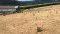 Brown grass in field