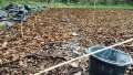 Bark mulch covered area, bamboo markers, faint line of ground lime